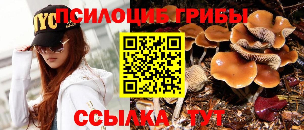 Псилоцибиновые грибы Psilocybe Каменка